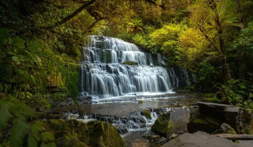Catlins-Forest-Park-NZ-indian-Insights