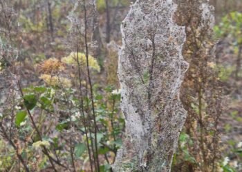 new-zealand-North-Island-Towns-Covered-in-Massive-Spider-Web-Display