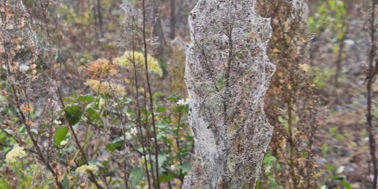new-zealand-North-Island-Towns-Covered-in-Massive-Spider-Web-Display