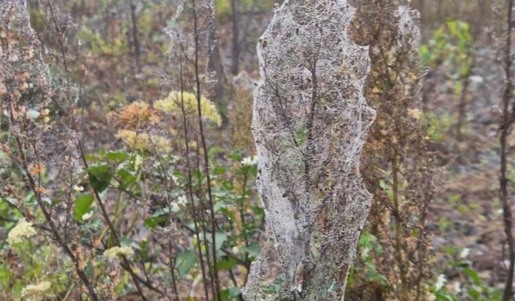 new-zealand-North-Island-Towns-Covered-in-Massive-Spider-Web-Display