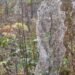 new-zealand-North-Island-Towns-Covered-in-Massive-Spider-Web-Display